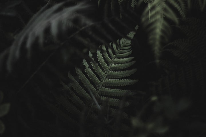 files/dark-plants-9.jpg